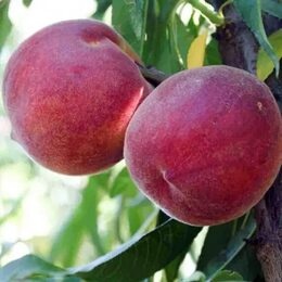 Персик Роял Глори (2-х летний)
