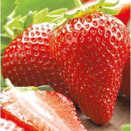 Клубника Сандра (ранний сорт)