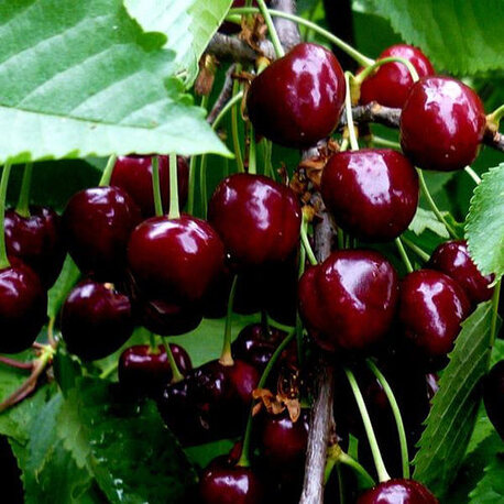 Черешня Джорджия (2-х летний)