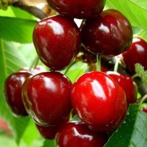 Черешня Джорджия (2-х летний)