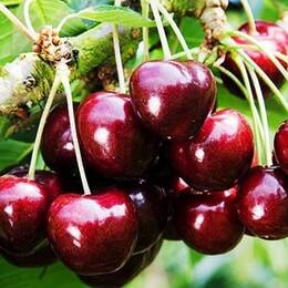 Черешня Самба (2-х летний)
