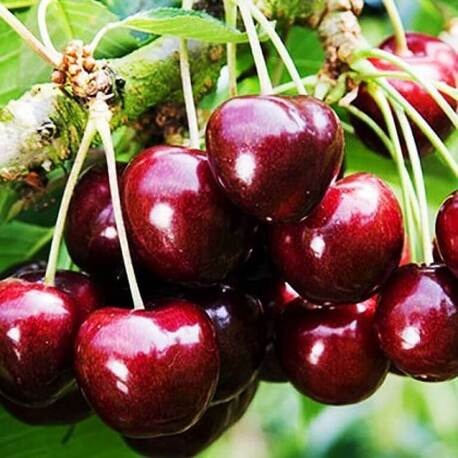 Черешня Самба (2-х летний)