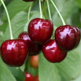 Черешня Ярославна (2-х летний)