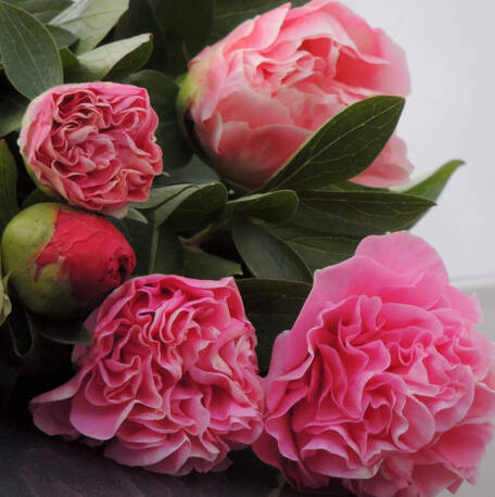 Пион Carnation Bouquet (2-4 почки)