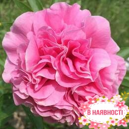 Пион Carnation Bouquet (2-4 почки)