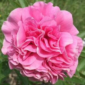 Пион Carnation Bouquet (2-4 почки)