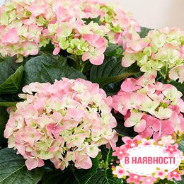 Гортензия крупнолистная Rembrandt Dolce Chic (контейнер Р9)