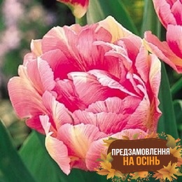 Тюльпан Peach Blossom (луковицы 3шт)