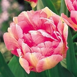 Тюльпан Peach Blossom (луковицы 3шт)