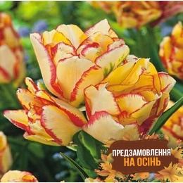 Тюльпан Aquilla (луковицы 3шт)