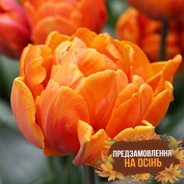 Тюльпан Orca (луковицы 3 шт)