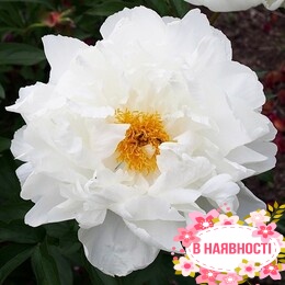 Пион травянистый White Grace (2-4 почки)