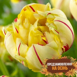 Тюльпан Glamour Unique (луковицы 3 шт)