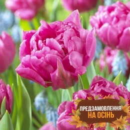 Тюльпан Dior (луковицы 3 шт)
