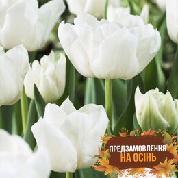 Тюльпан Mondial (луковицы 3 шт)