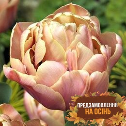 Тюльпан La Belle Epoque (луковицы 2 шт)