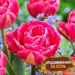 Тюльпан Vogue (луковицы 3 шт)