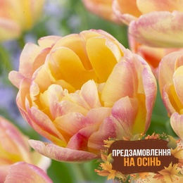 Тюльпан Creme Upstar (луковицы 3 шт)
