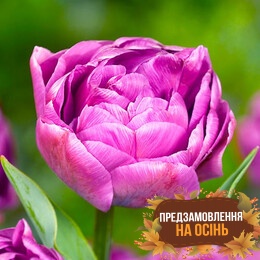 Тюльпан Purple Jacket (луковицы 2 шт)