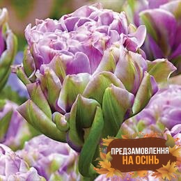 Тюльпан Violet Pranaa (луковицы 2 шт)