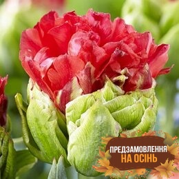 Тюльпан Bulls Eye (луковицы 2 шт)