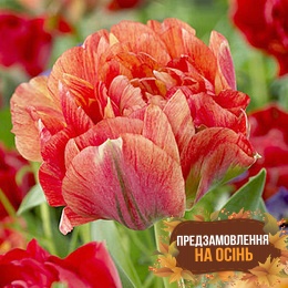 Тюльпан Gudoshnik Double (луковицы 2 шт)