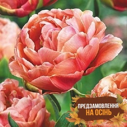 Тюльпан Copper Image (луковицы 3 шт)
