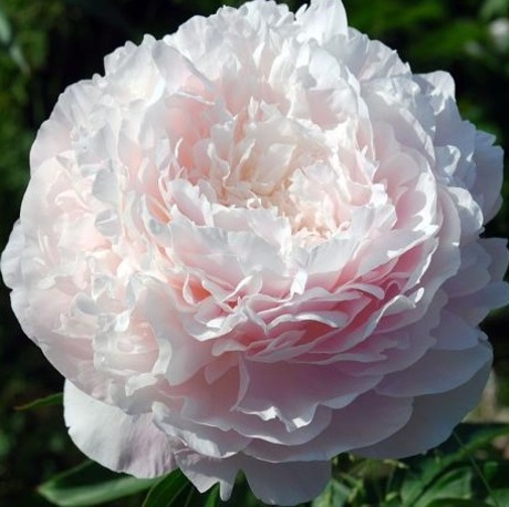 Пион Florence Nicholls (2-4 почки)