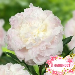 Пион Florence Nicholls (2-4 почки)
