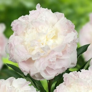 Півонія Florence Nicholls (2-4 бруньки) Півонія Florence Nicholls (2-4 бруньки)