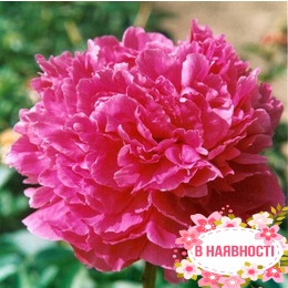 Пион Glory Hallelujah (2-4 почки)