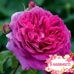 Роза английская Young Lycidas