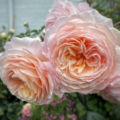 Троянда англійська Shropshire Lad