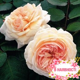 Роза английская Shropshire Lad