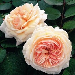 Троянда англійська Shropshire Lad