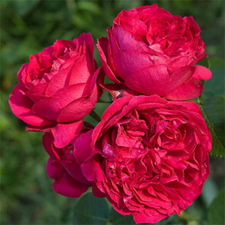 Троянда англійська Red Eden Rose