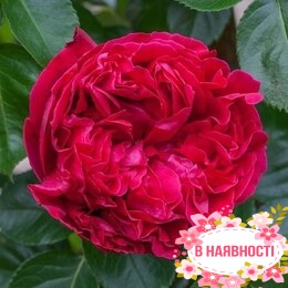 Роза английская Red Eden Rose