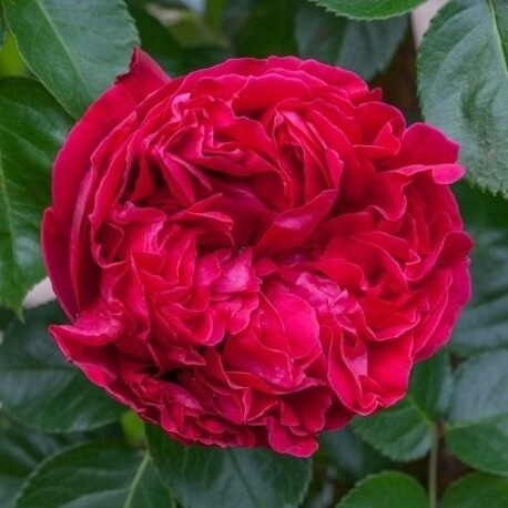 Роза английская Red Eden Rose