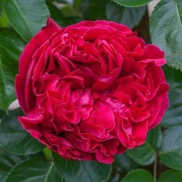 Троянда англійська Red Eden Rose