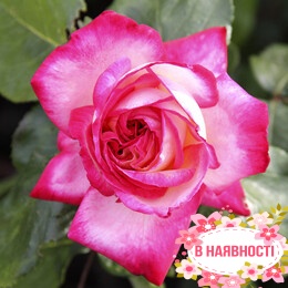 Роза Rina Herholdt