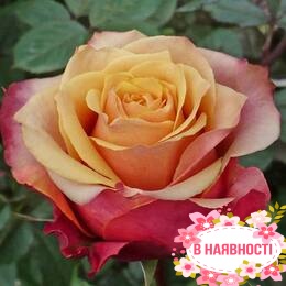 Роза Cherry Brendy