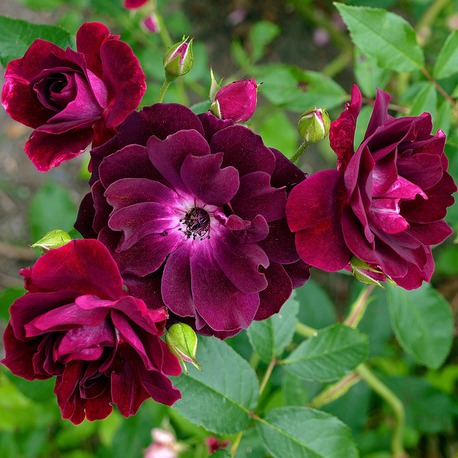Роза флорибунда Burgundy Ice