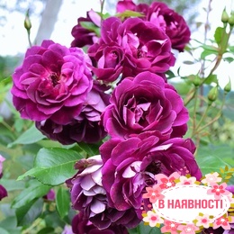 Роза флорибунда Burgundy Ice