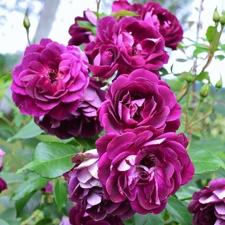 Роза флорибунда Burgundy Ice