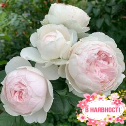Роза флорибунда Herzogin Christiana
