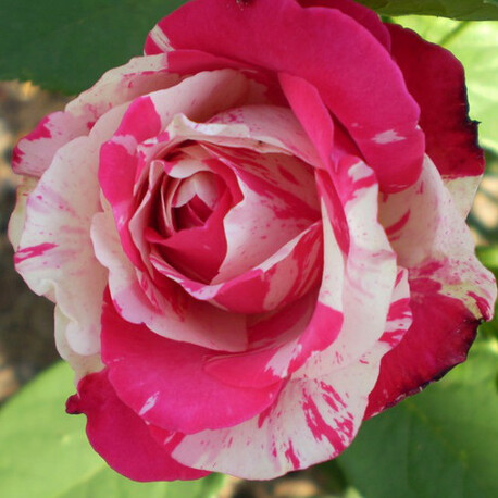 Роза Satina