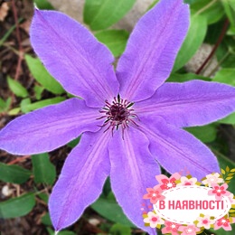 Клематис Blue Ravine (контейнер 1л)