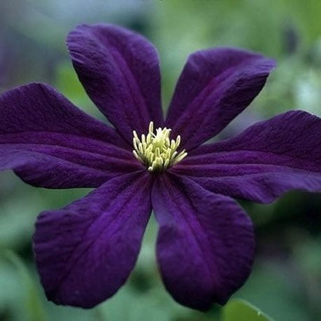 Клематис Romantika (контейнер 1л)
