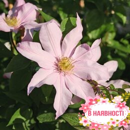 Клематис Rose Supreme (контейнер 1л)