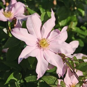 Клематис Rose Supreme (контейнер 1л)